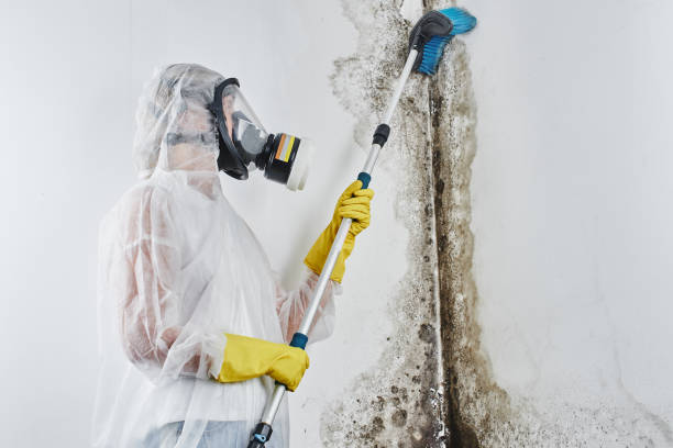 Best Mold Remediation  in Clinton, IL