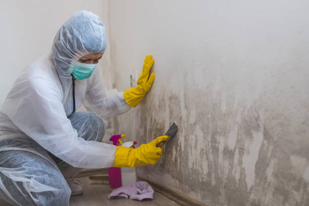 Best Mold Remediation  in Clinton, IL