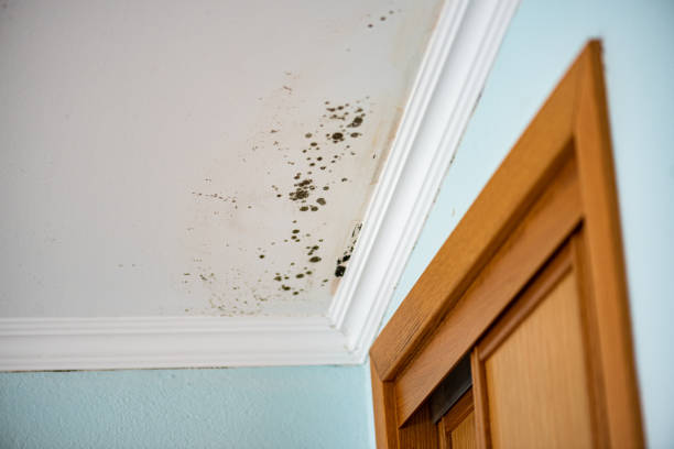  Clinton, IL Mold Removal Pros
