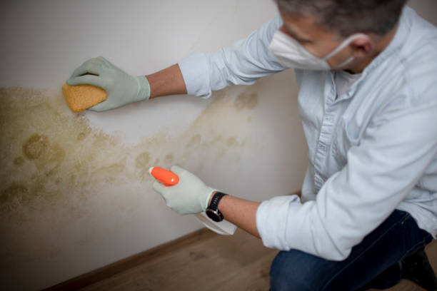 Best Emergency Mold Removal  in Clinton, IL