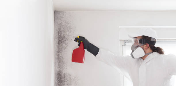Best Mold Cleaning Services  in Clinton, IL