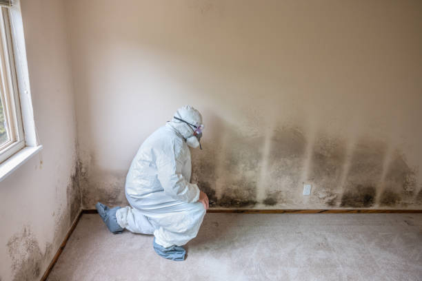Best Fast Mold Removal  in Clinton, IL