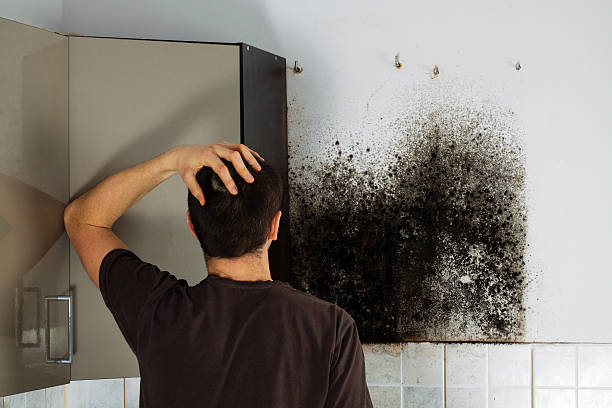 Trusted Clinton, IL Mold Removal Experts