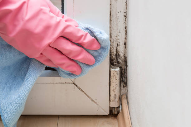 Best Office Mold Removal Services  in Clinton, IL